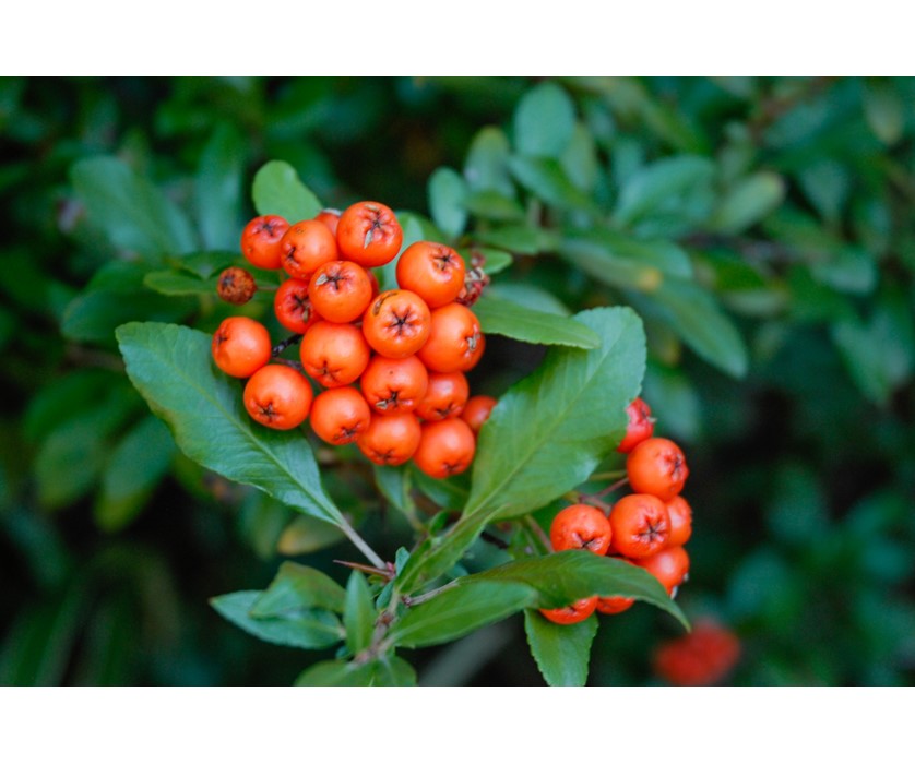 Pyracantha